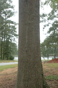 Willow oak tree trunk featuring bark